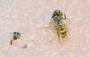 Vespula vulgaris